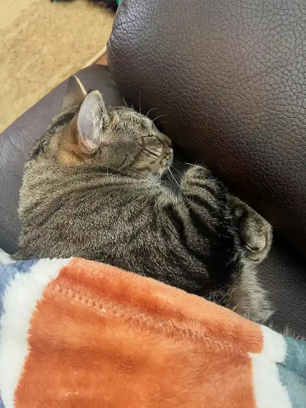 A gray tabby cat is curled up and sleeping soundly on a brown leather couch, partially covered by a colorful fleece blanket…