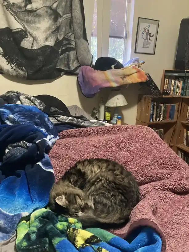 The Cutest Cold Kitties You’ll Ever See