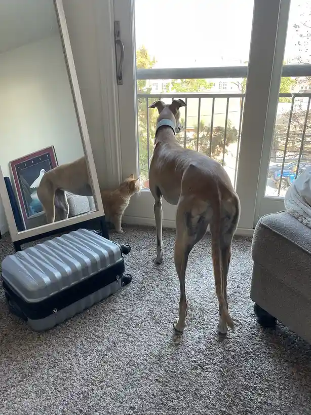 A slender brown dog stands facing a glass door leading to a balcony, with a small orange cat peeking out from behind it. A…