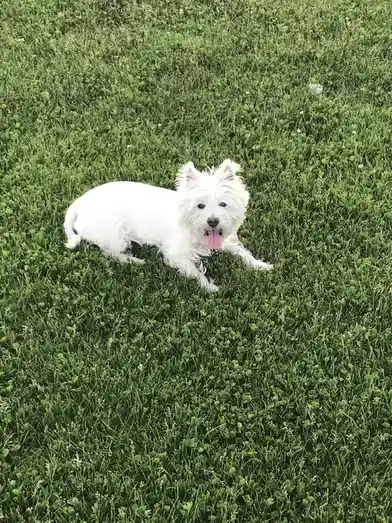 Just a dog enjoying the grass. Long live LB!