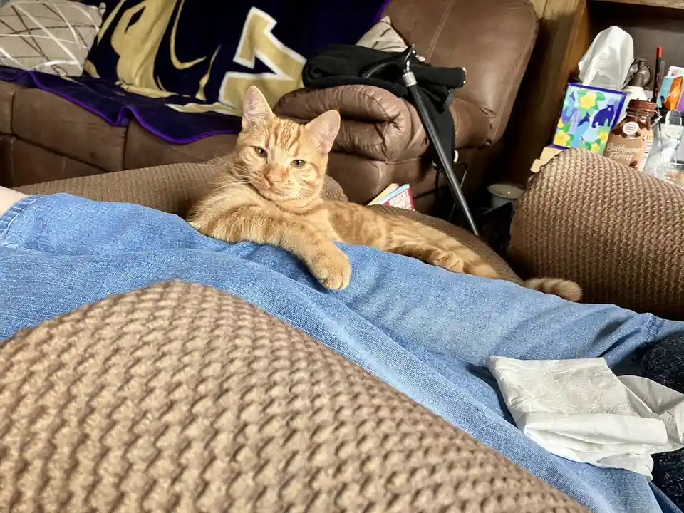 An orange tabby cat lounges on a person's lap, which is covered in blue jeans, looking directly at the camera with a relaxed…
