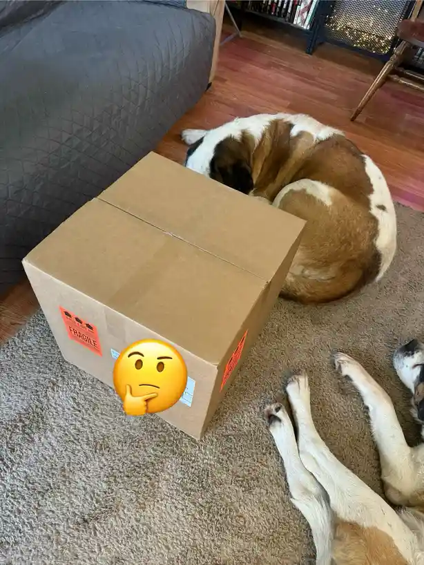 A large brown cardboard box labeled 'FRAGILE' sits on a carpeted floor next to two sleeping dogs, one large Saint Bernard…