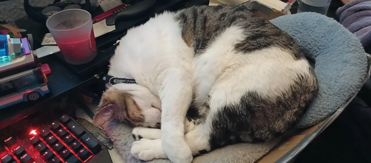 A delightful cat shaped like a croissant!