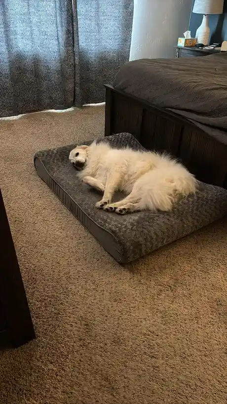 A fluffy white dog is lying on its back on a grey dog bed placed on a carpeted floor next to a bed. The dog's paws are up…