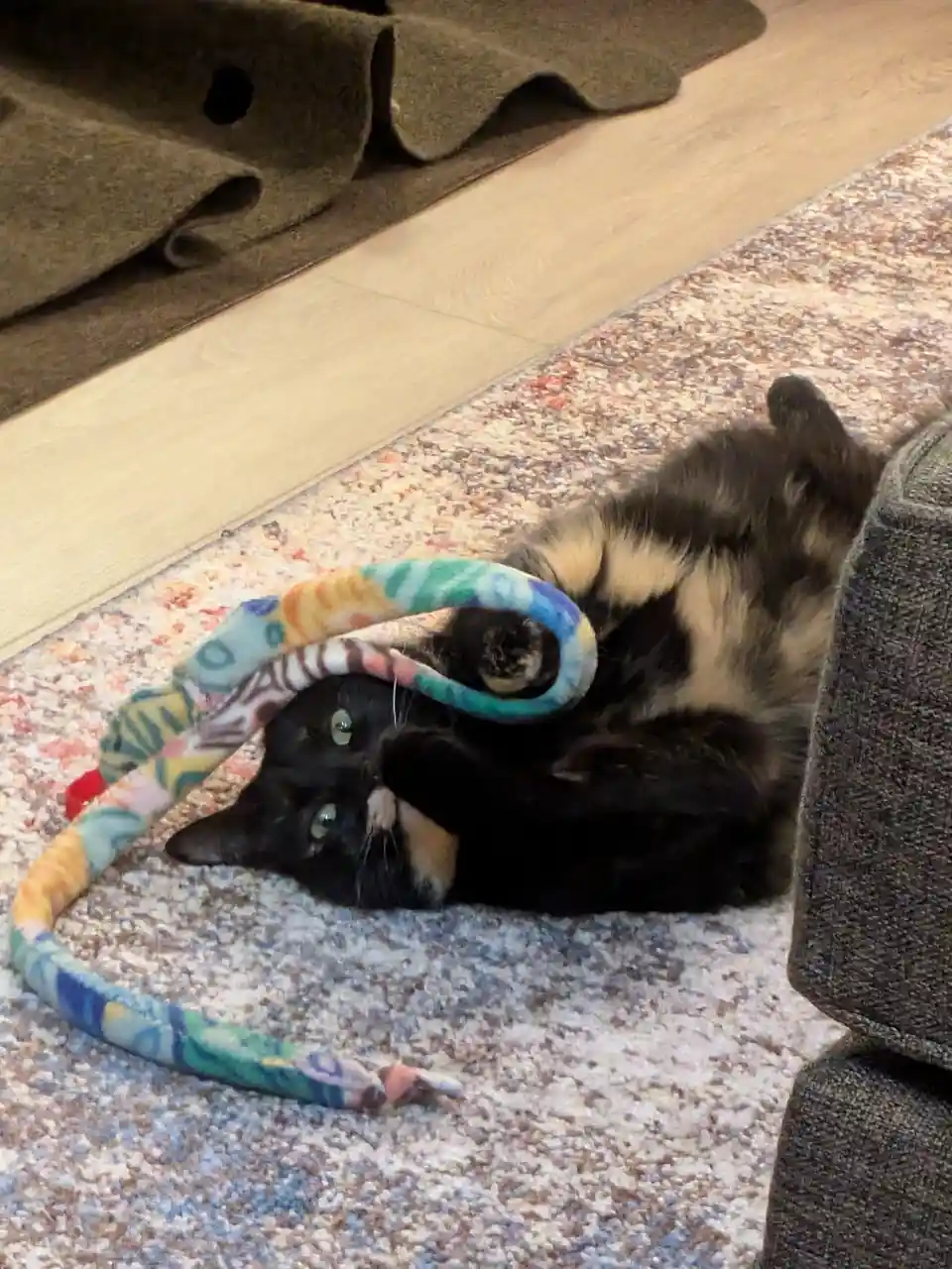 Smudge's Exciting New Plaything