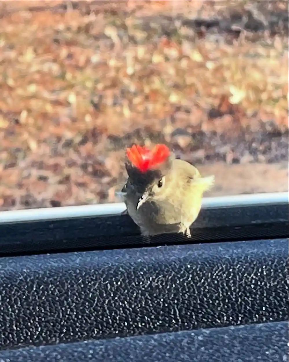 A small bird with a bright red crest perched on a car's dashboard, looking directly at the camera with a stern expression…