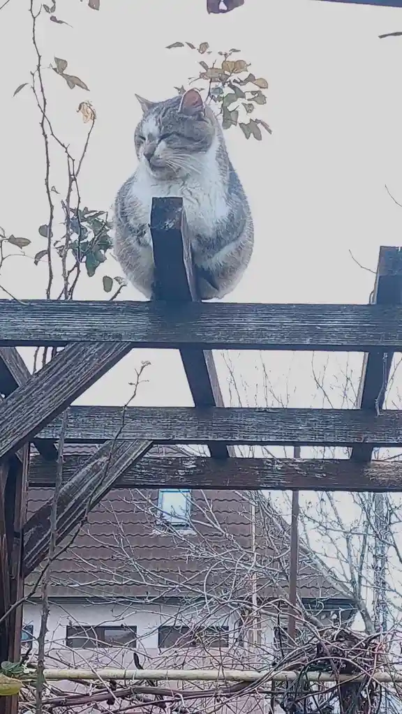 A fluffy gray and white cat sits atop a wooden pergola, eyes half-closed in a blissful, relaxed expression, surrounded by…