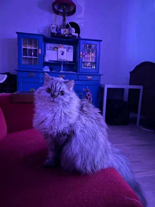 A fluffy, long-haired cat with wide, startled eyes sits on a red couch under purple lighting. Behind it is a blue cabinet…