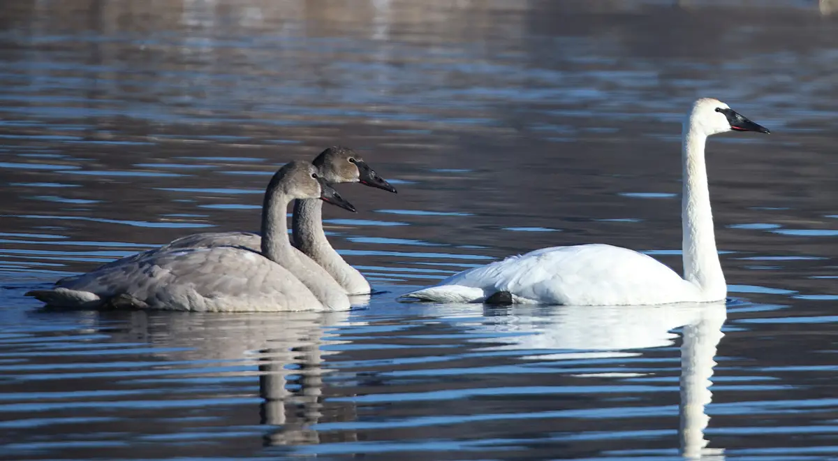 Three swans float on calm water: two gray juvenile swans are side-by-side, and one adult white swan is to their right. The…