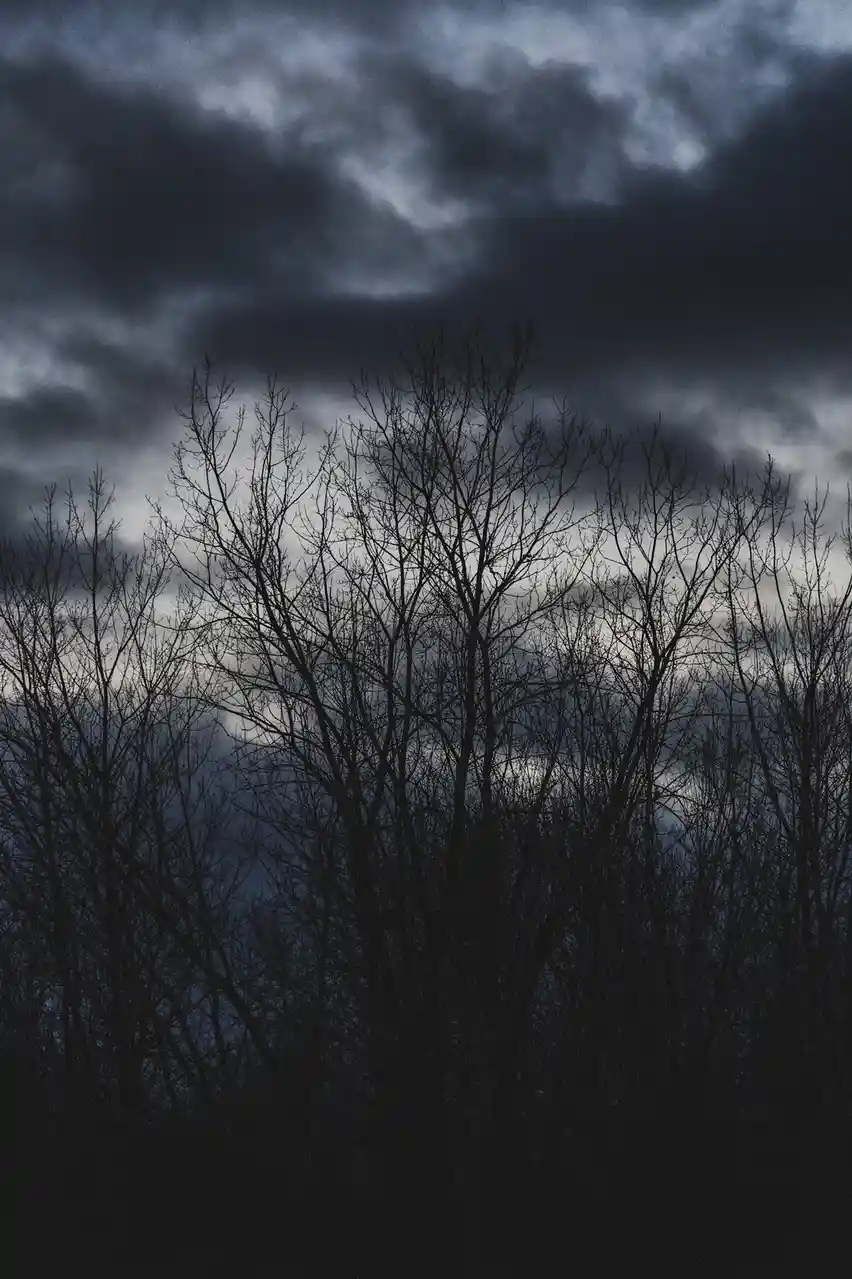 A dark, moody photograph shows the bare, silhouetted branches of trees against a stormy, cloudy sky. The image has no…