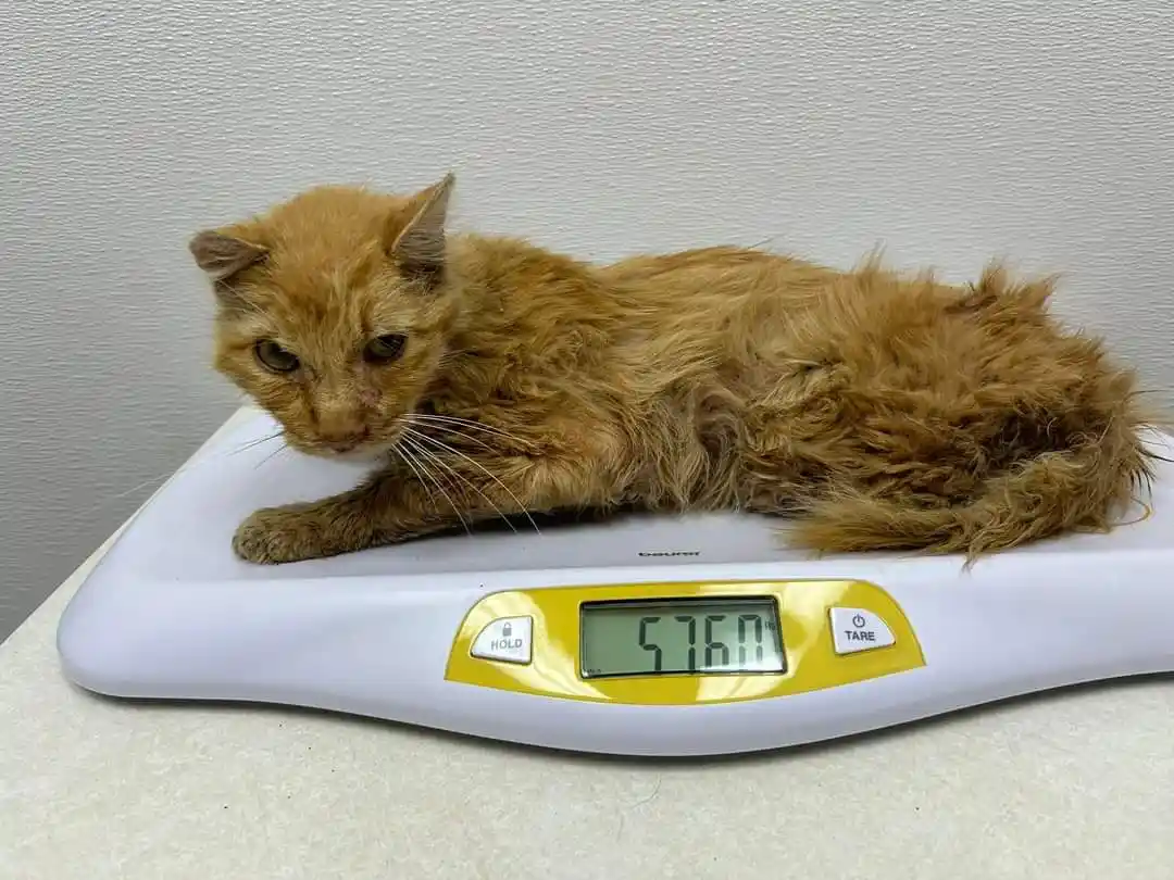 A scruffy, orange tabby cat lies on a white digital kitchen scale, looking weary. The scale's display reads '5760 lb', which…