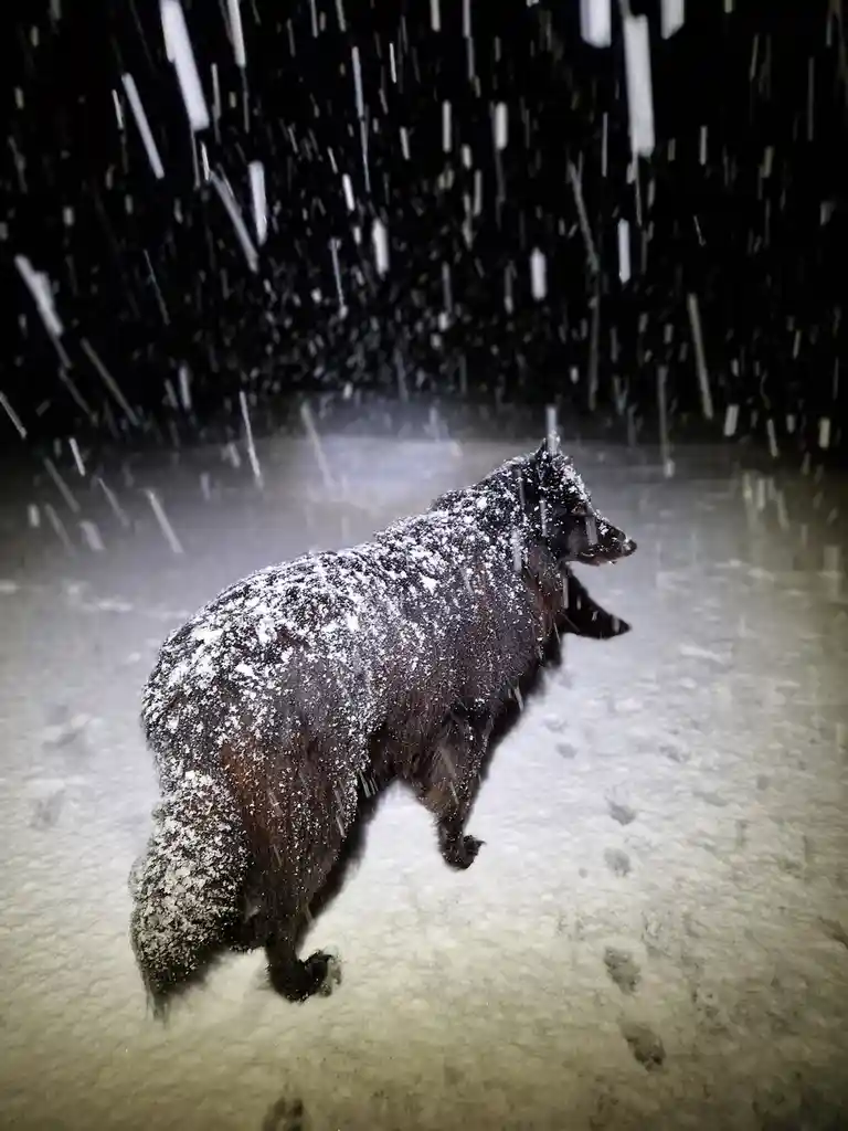 A dark-furred dog stands in a heavy snowstorm at night, its coat covered in snowflakes as snow falls vertically against a…