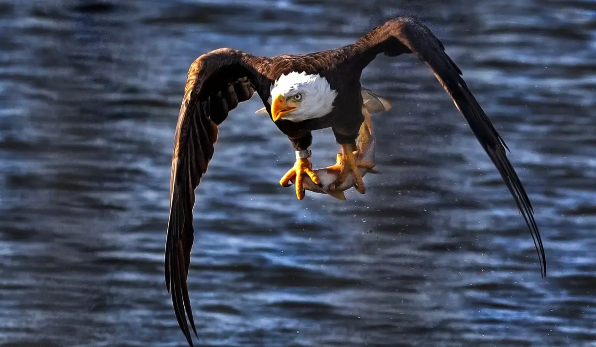 A bald eagle with a white head and brown body is captured mid-flight over water, wings spread wide, clutching a fish in its…