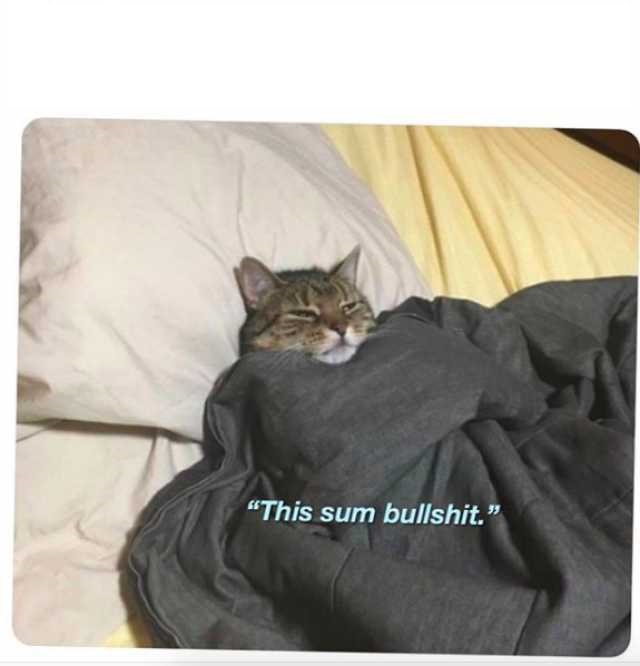 A tabby cat is lying in bed, half-covered by a dark gray blanket, with a visibly annoyed or unimpressed expression. The cat…