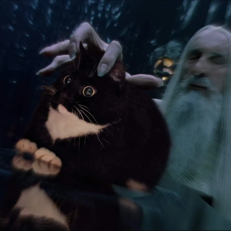 A black and white cat with wide, startled eyes is being gently petted on the head by a pale, long-bearded wizard resembling…