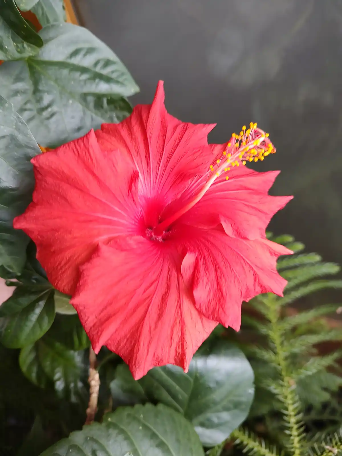 A vibrant red hibiscus flower with prominent yellow stamens is centered in the frame, surrounded by large green leaves and a…
