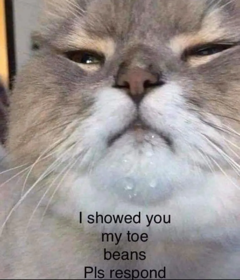 A close-up photo of a fluffy gray and white cat with a smug, unimpressed facial expression, its whiskers prominent and…