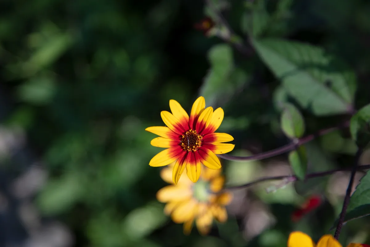 A close-up photograph of a vibrant yellow and red daisy-like flower with a blurred green background. The flower is in sharp…