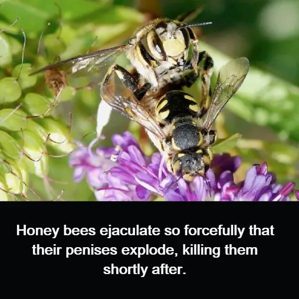 Two bees are shown mating on a purple flower, with a black bar at the bottom containing white text stating: 'Honey bees…
