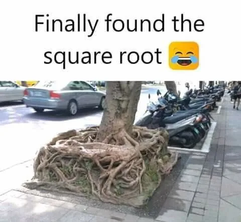 A tree with exposed, tangled roots growing in a square-shaped concrete planter on a sidewalk, with parked scooters and cars…