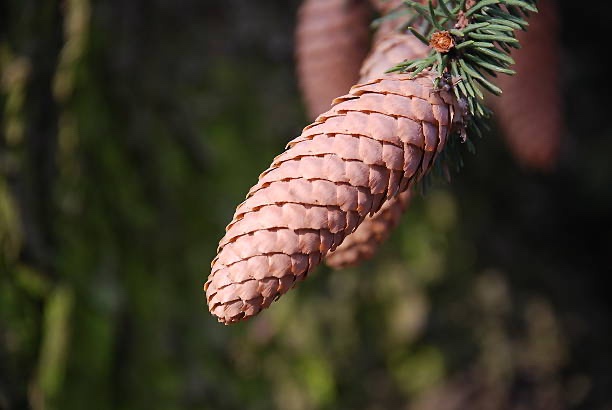 A close-up photograph of a brown pine cone hanging from a branch with green pine needles, set against a blurred natural…
