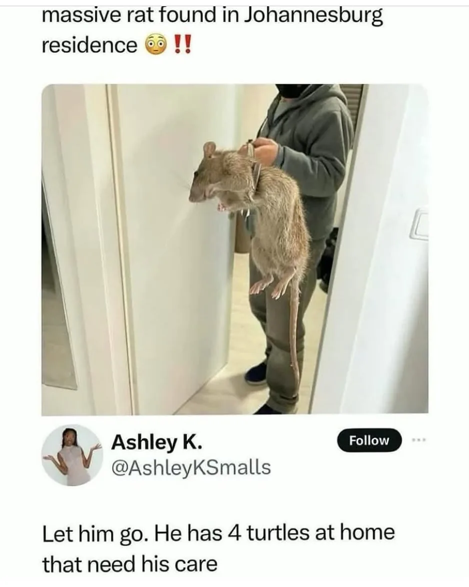 A person in a grey hoodie holds a very large rat by its neck, standing in a doorway. The overlaid text at the top reads…