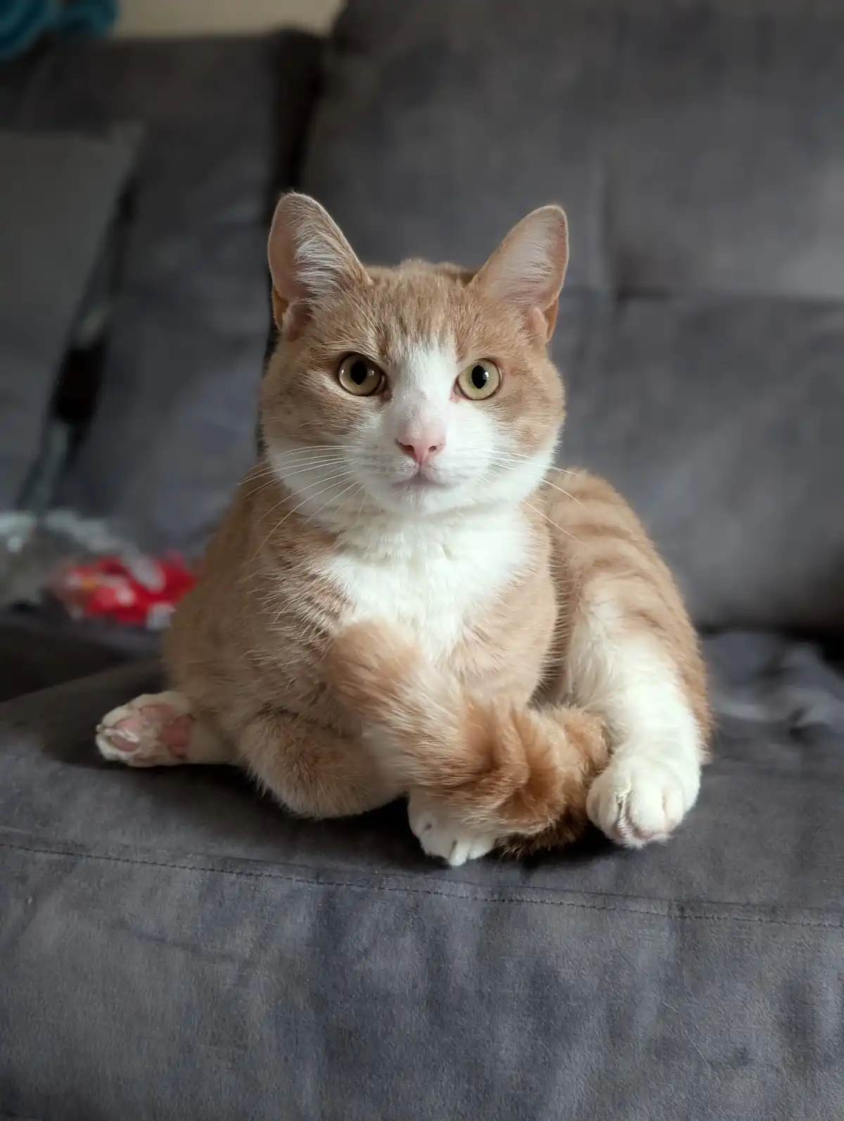 An orange and white cat sits on a gray couch, looking directly at the camera with a calm, slightly unimpressed expression…