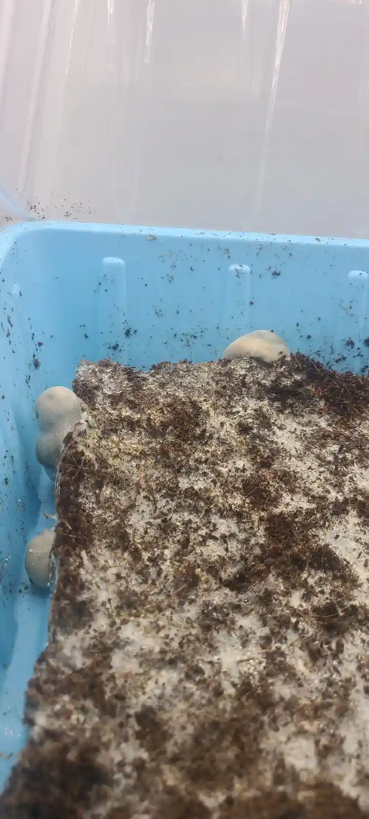 A close-up photo shows several translucent, gelatinous, egg-like objects emerging from a mound of brown, fibrous, and white…