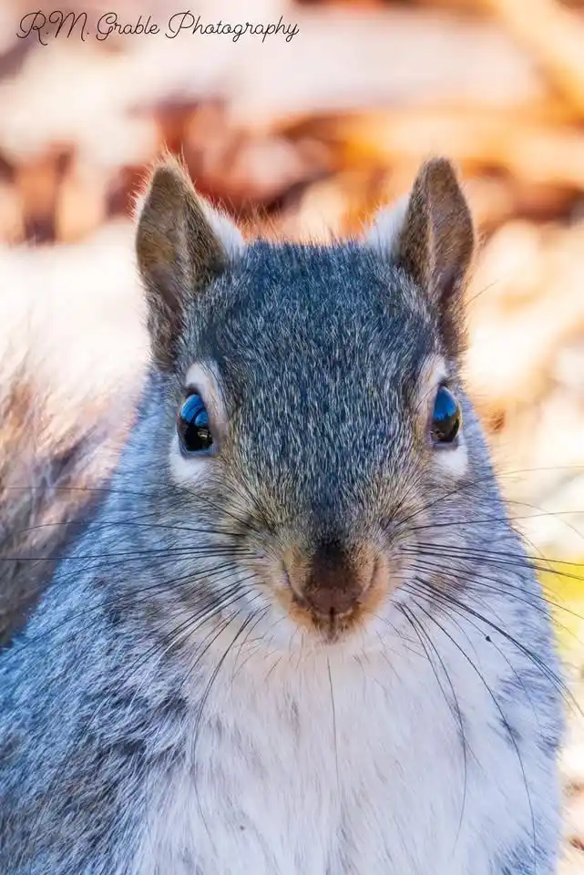 The Mischievous Squirrel