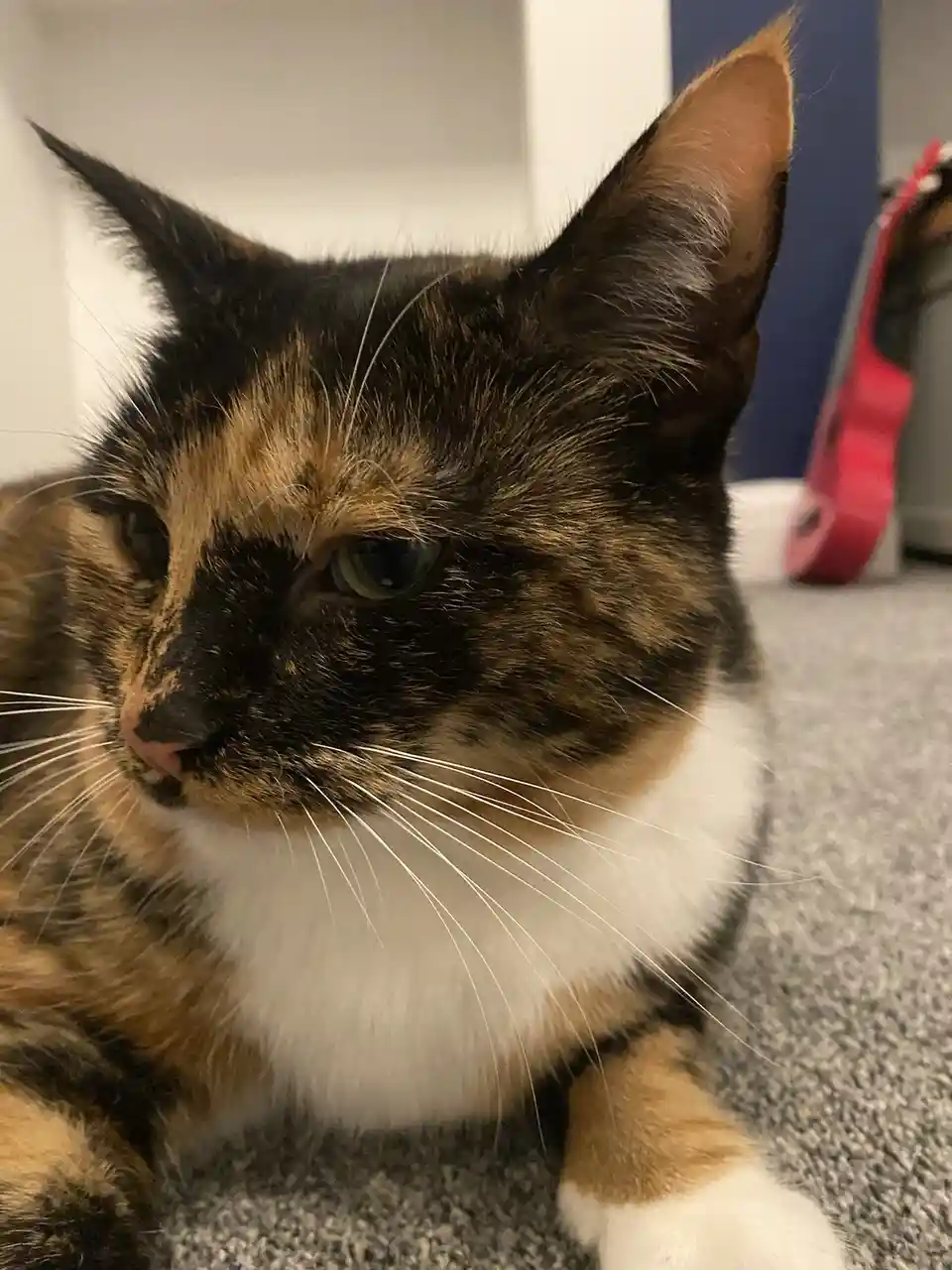 Crumble’s daily snapshot of life