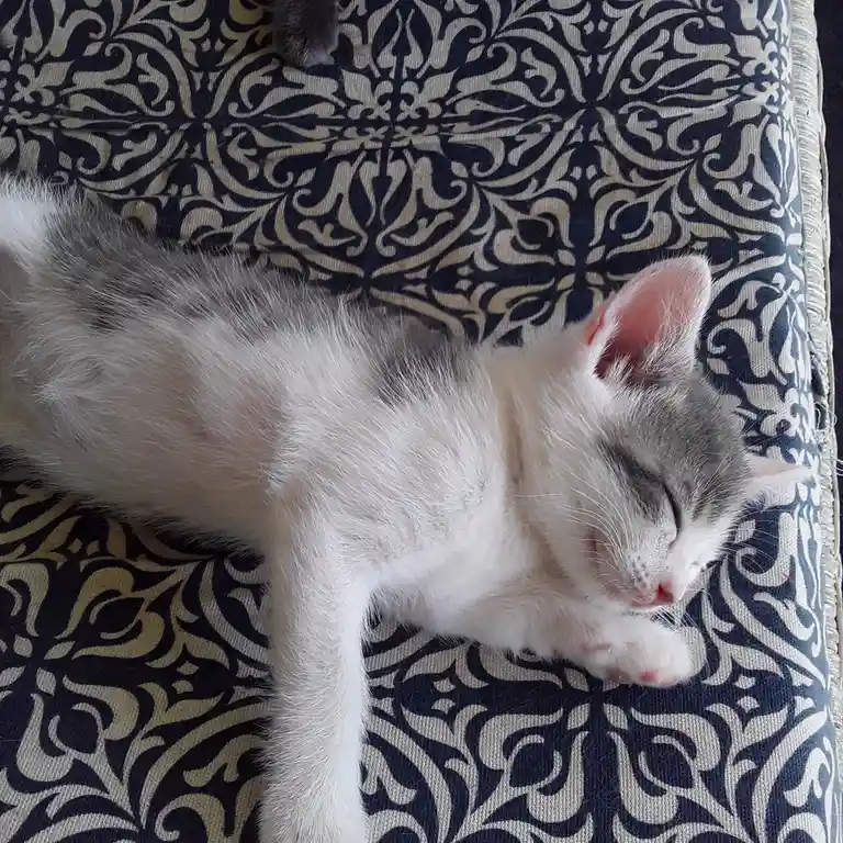 A small white and gray kitten is sleeping peacefully on its side on a dark blue and cream patterned fabric surface, with one…