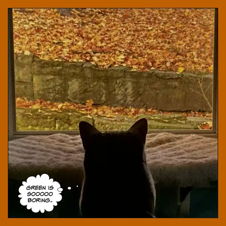 A black cat is seen from behind, sitting on a windowsill and looking out at a scene of autumn leaves in vibrant orange and…