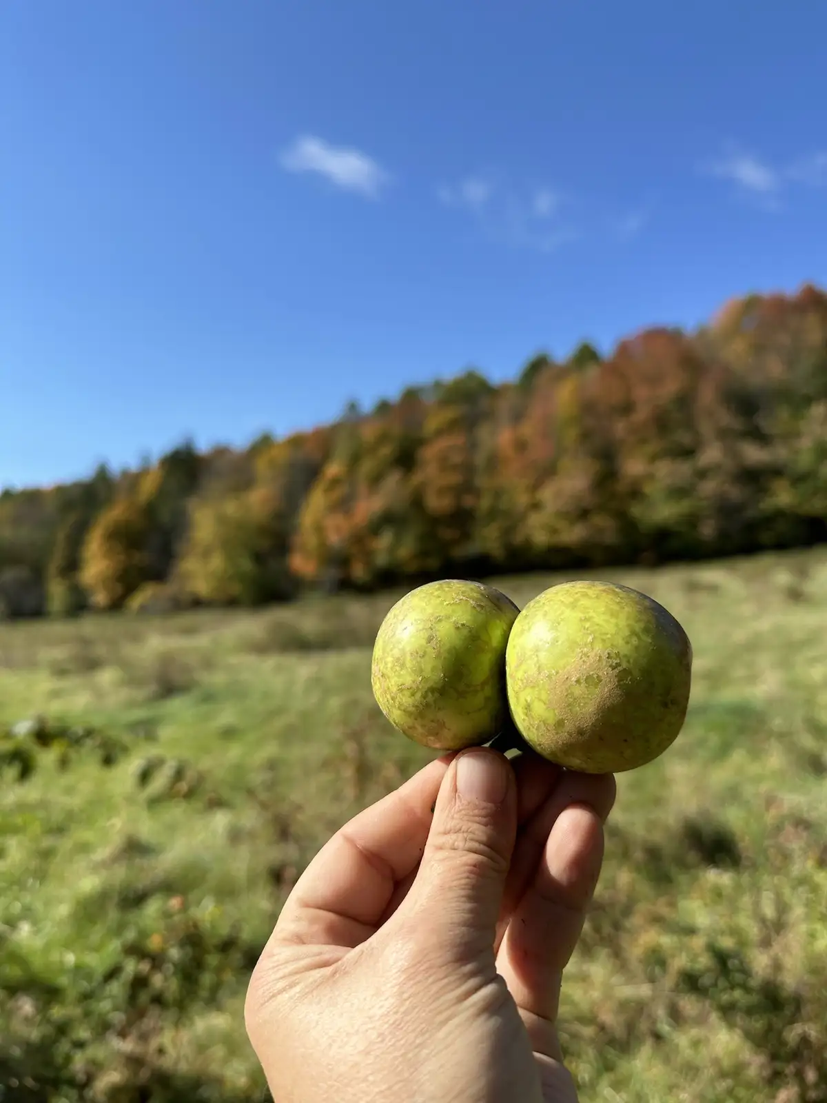 A hand holds two green, bumpy walnuts side-by-side against a blurred background of a grassy field and autumn-colored trees…