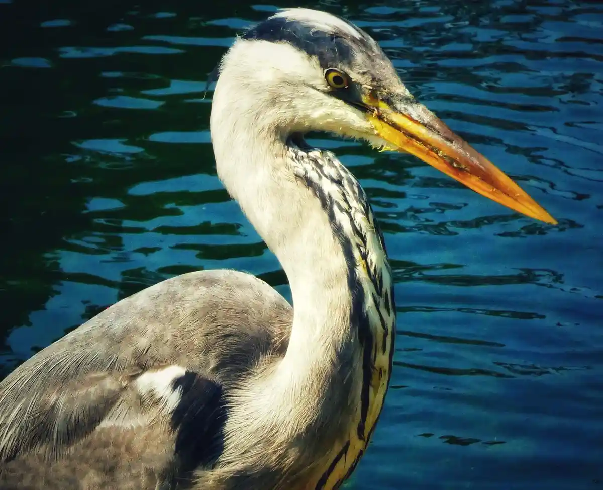 A close-up photo of a grey heron standing in water, its long yellow beak slightly open, looking directly at the camera with…
