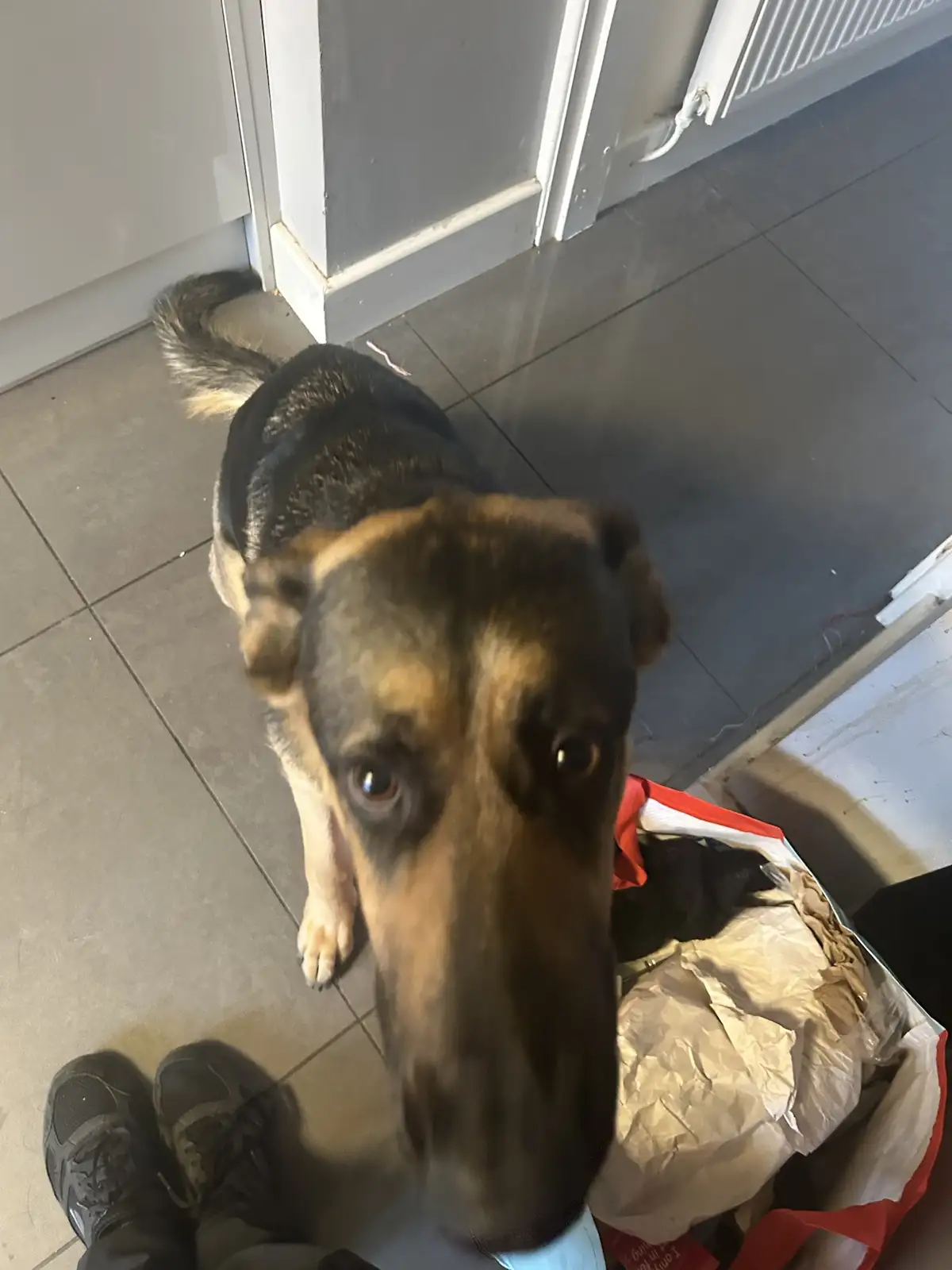 A close-up photo shows a black and tan dog looking up with wide, pleading eyes, its nose almost touching the camera lens…