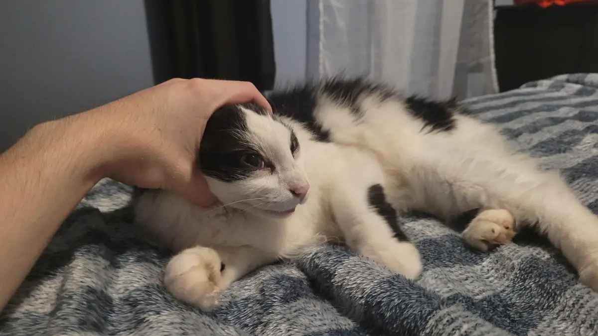 The Cat: A Feline Mystery Awaits