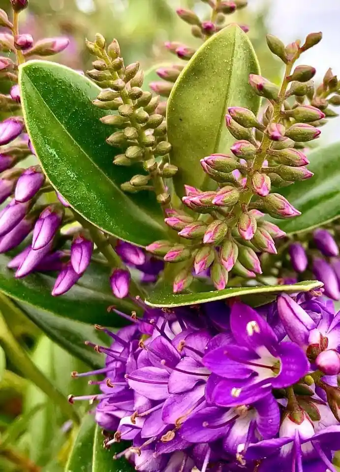 A Beautiful Bloom: Nature's Art