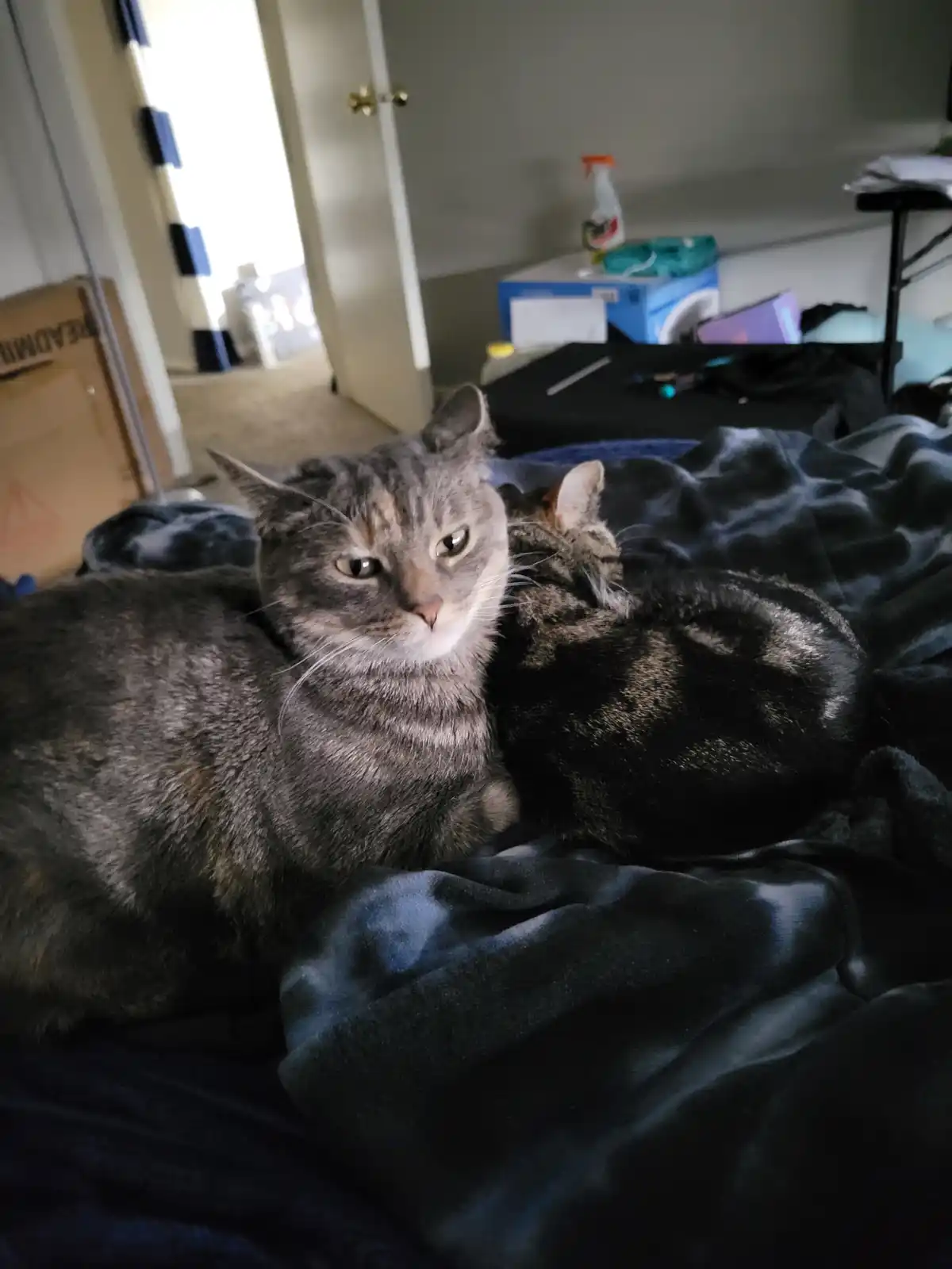 A gray tabby cat with a grumpy expression sits on a dark blue blanket, looking directly at the camera while another cat…