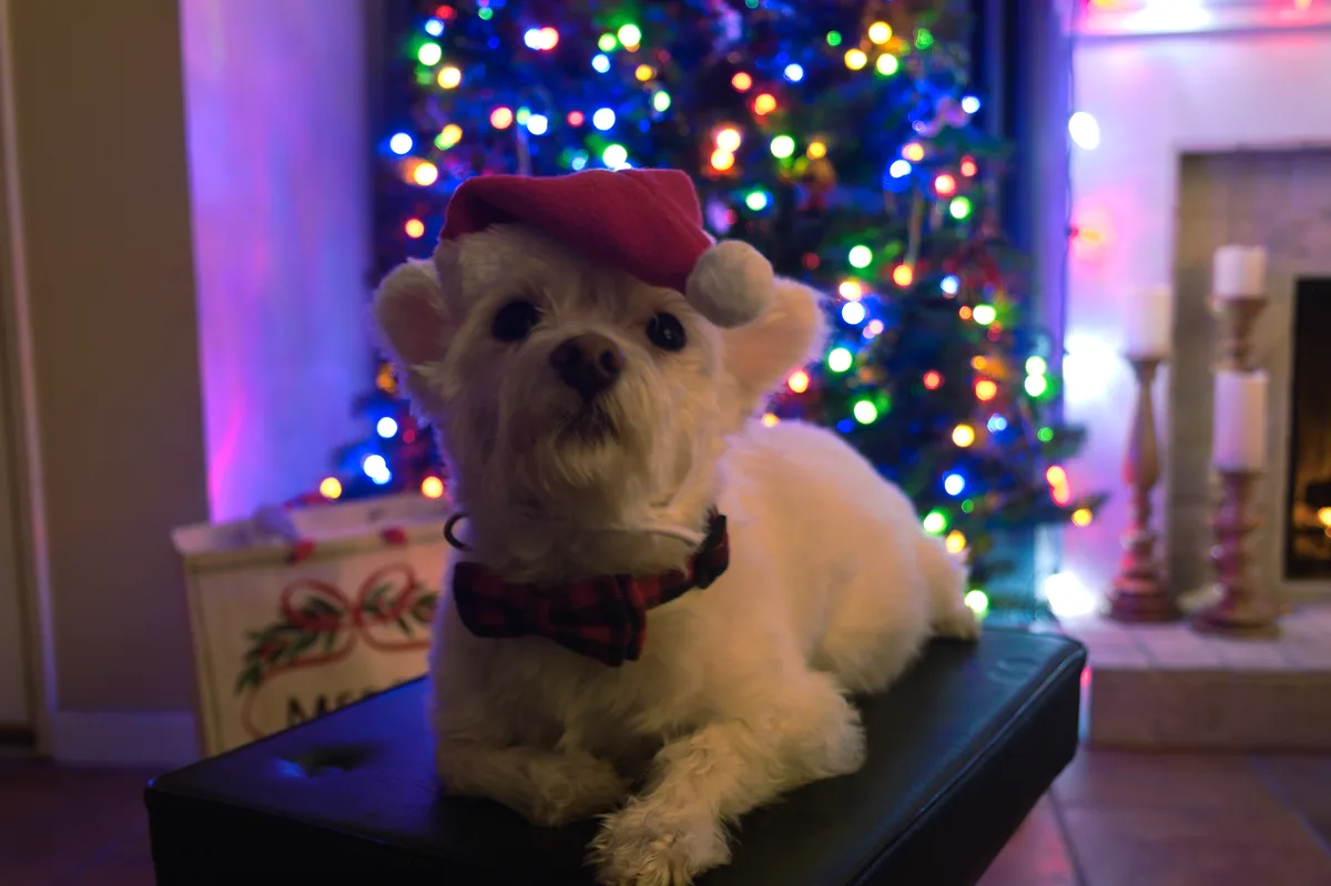 Sending Merry Christmas Wishes from Colt!