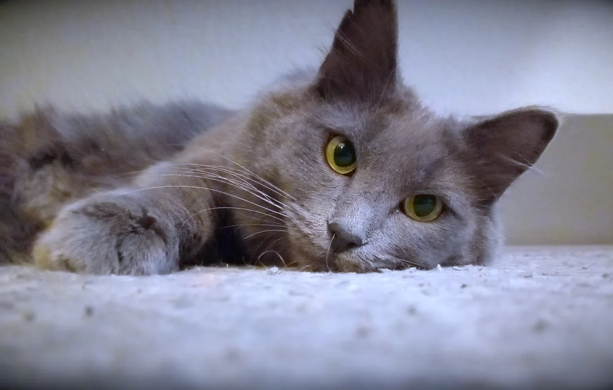 A gray cat with green eyes lies on a light-colored carpet, looking directly at the camera with a slightly unimpressed or…