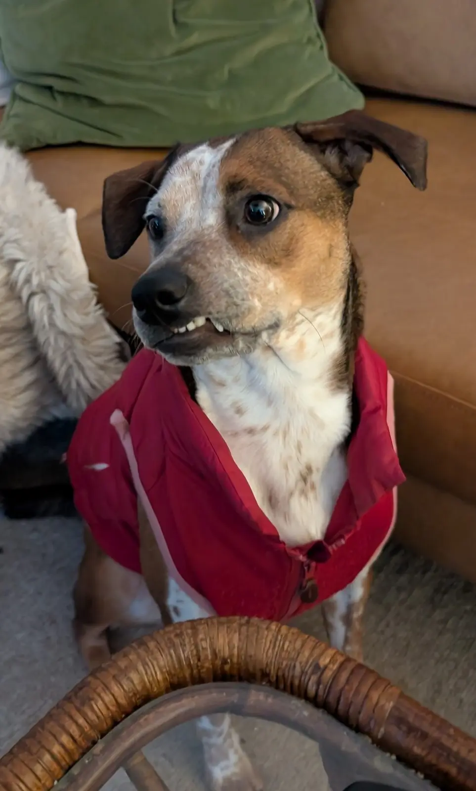 A brown and white dog wearing a red vest sits on a tan couch, looking upward with a slightly open mouth showing teeth…