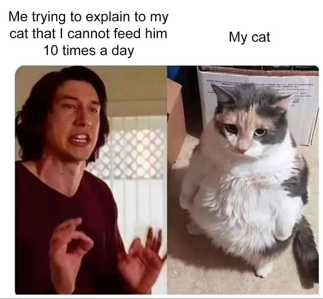 My Daughter's Cat Feeding Spree: Six Times Yesterday!