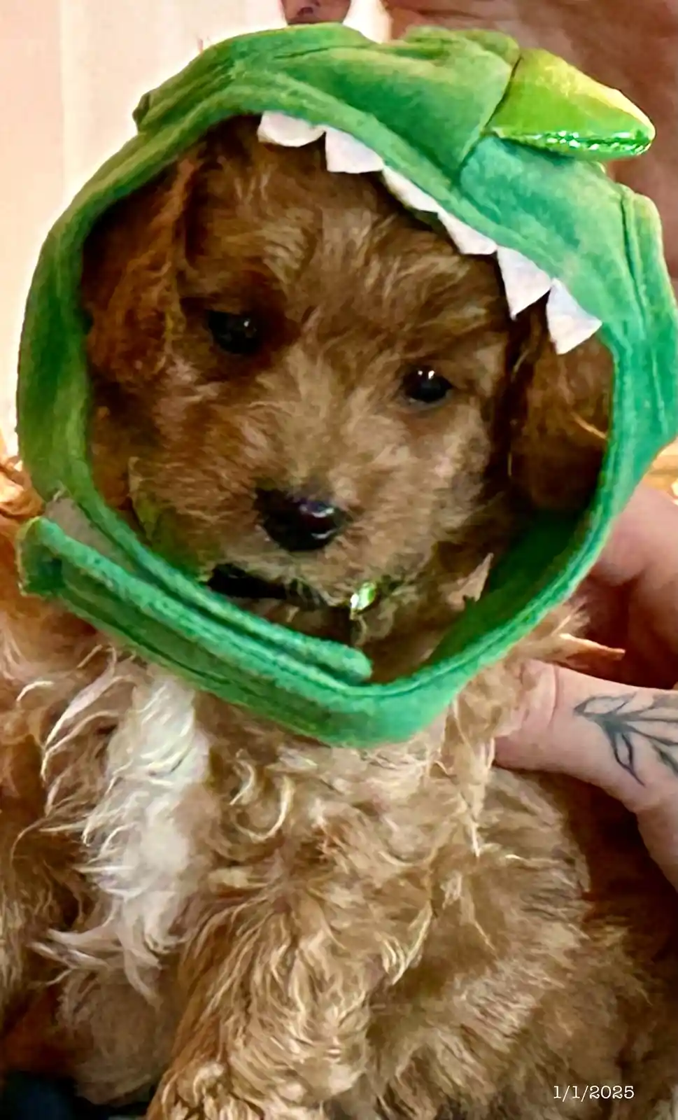 A small, fluffy brown puppy with a white chest is wearing a green plush dinosaur costume with white teeth along the opening…