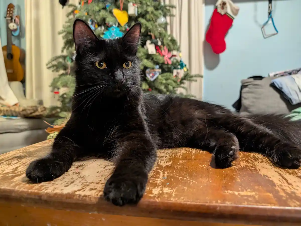 A black cat with wide, unimpressed yellow eyes lies sprawled on a worn wooden surface, looking directly at the camera…
