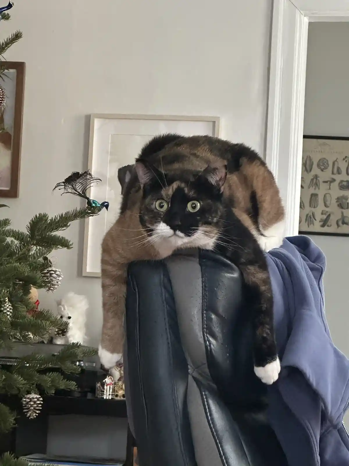 A calico cat with green eyes and white paws is perched atop a black leather chair, looking directly at the camera with a…