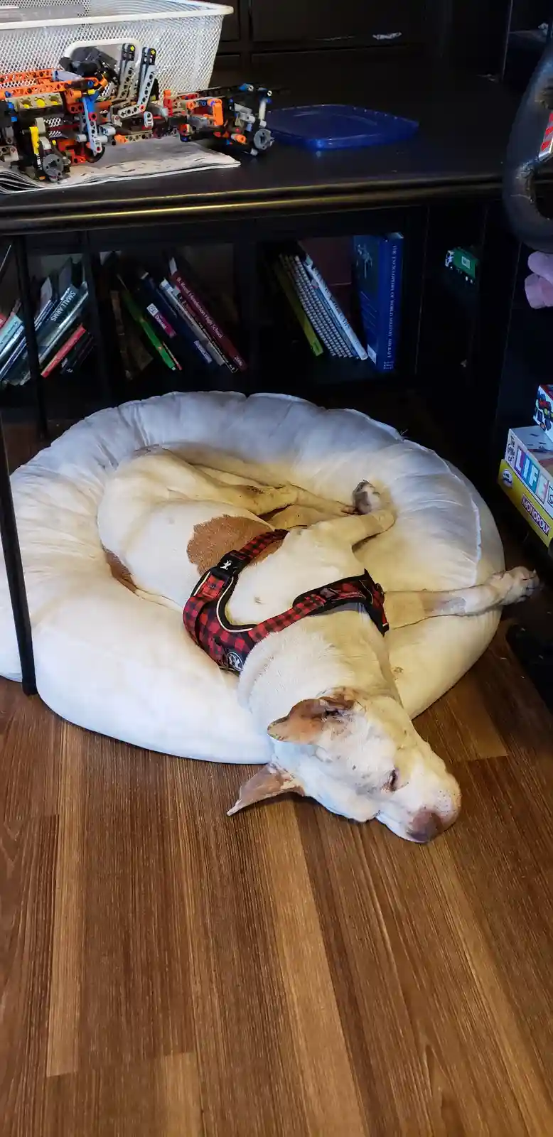 His Bed Cover is in the Laundry, Seriously?