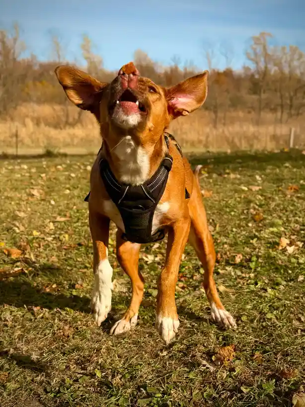 A brown and white dog wearing a black harness is captured mid-air, jumping enthusiastically with its mouth open and tongue…