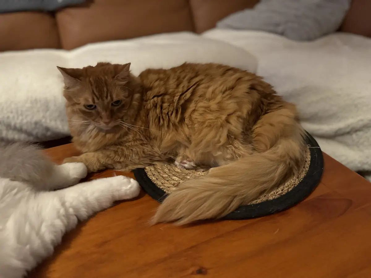 A fluffy orange tabby cat lies curled on a wooden table next to a circular woven scratching pad, looking unimpressed with a…