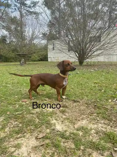 A brown dachshund with a white chest patch stands alert on a grassy yard, wearing a tan collar and leash, with a house and…