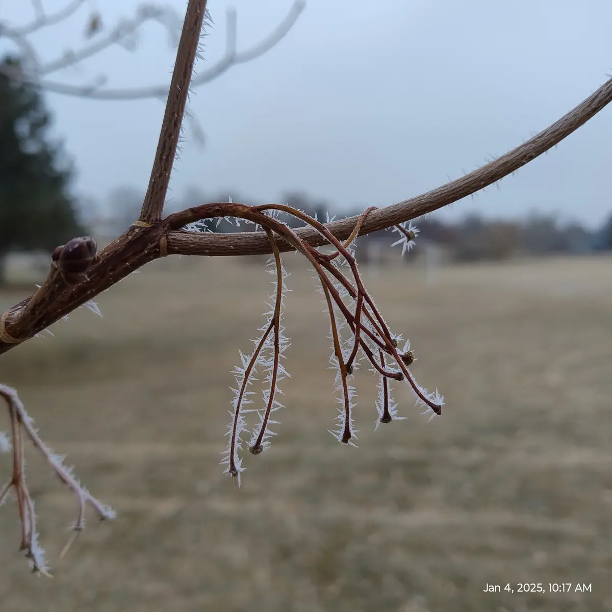 A close-up photo shows thin, brown tree branches covered in delicate, feathery frost crystals against a blurred background…